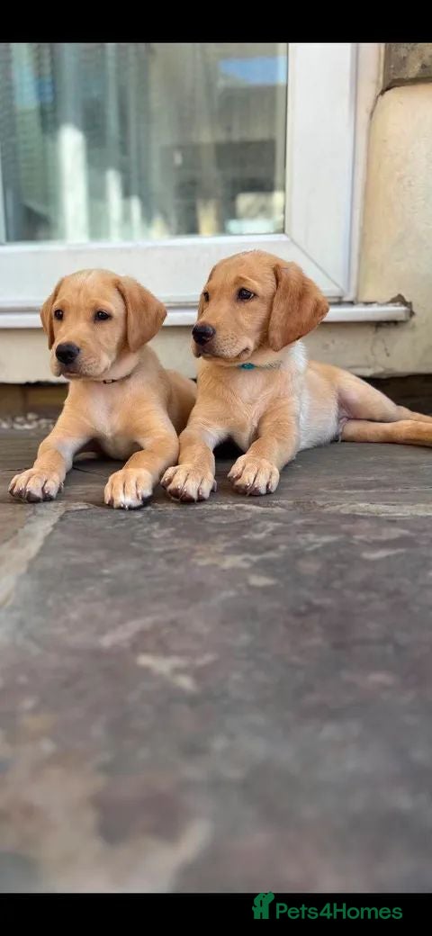 Labrador Retriever dogs *REDUCED**READY NOW*  2 KC registered boys - Advert 12