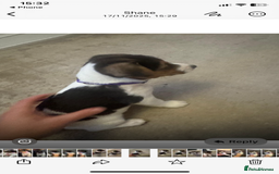 Jack Russell dogs for sale: Jack Russell litter of 7 - Advert 18