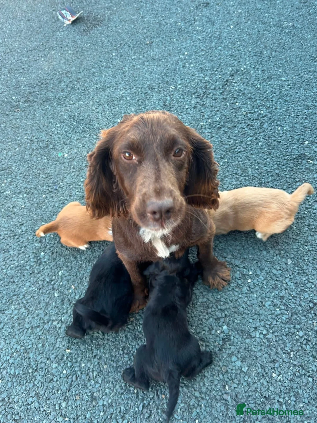 Cocker Spaniel dogs for sale: cocker spaniel  - Advert 13
