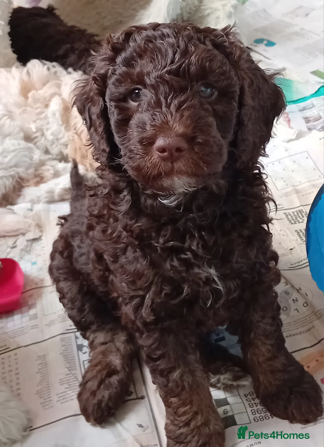 Mini Goldendoodle dogs for sale: Gorgeous Miniature Double Doodle puppies  - Advert 6