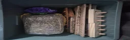 Netherland Dwarf rabbits for sale: Netherland dwarf rabbit ( bugs ) in Leeds - Advert 6