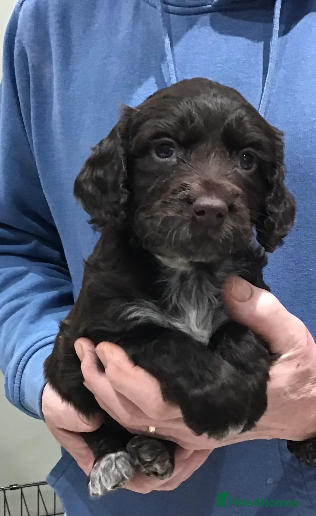 Cocker Spaniel dogs for sale: ABSOLUTELY STUNNING COCKER SPANIEL PUPPIES  - Advert 19