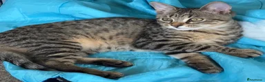 Bengal 8