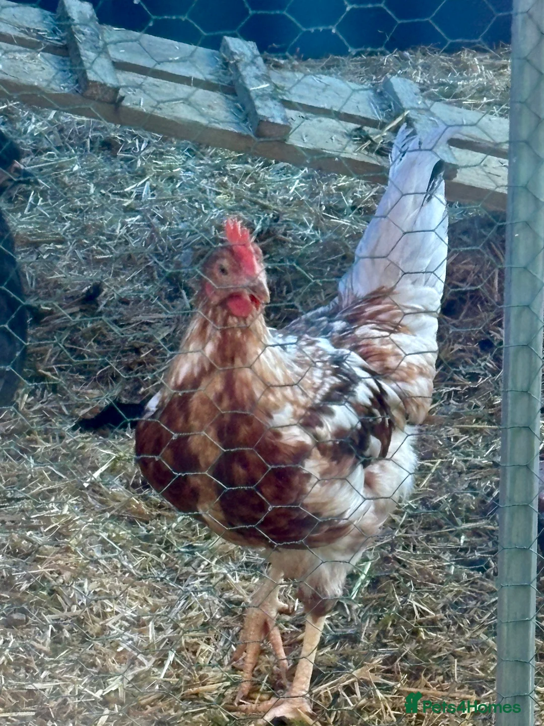 Chickens poultry for sale: friendly 12 week old cockerel  - Advert 2