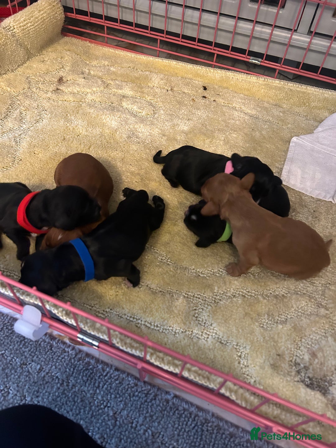 Cocker Spaniel dogs for sale: K C registered Cocker spaniel puppies  - Advert 3