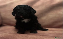Cavapoo dogs for sale: Beautiful Cavapoo Puppies - Image 3
