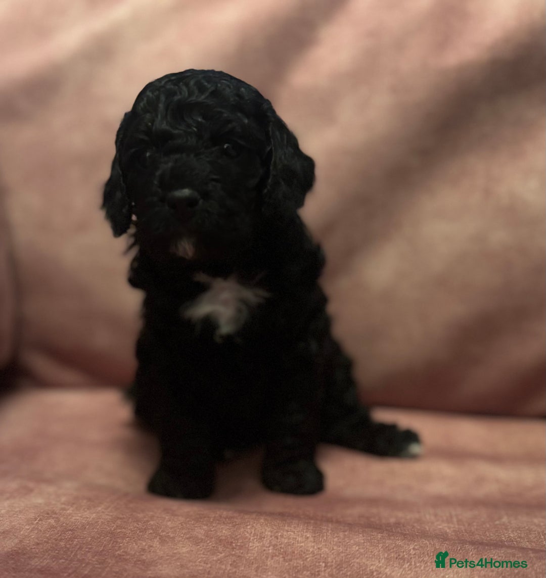 Cavapoo dogs for sale: Beautiful Cavapoo Puppies - Image 3