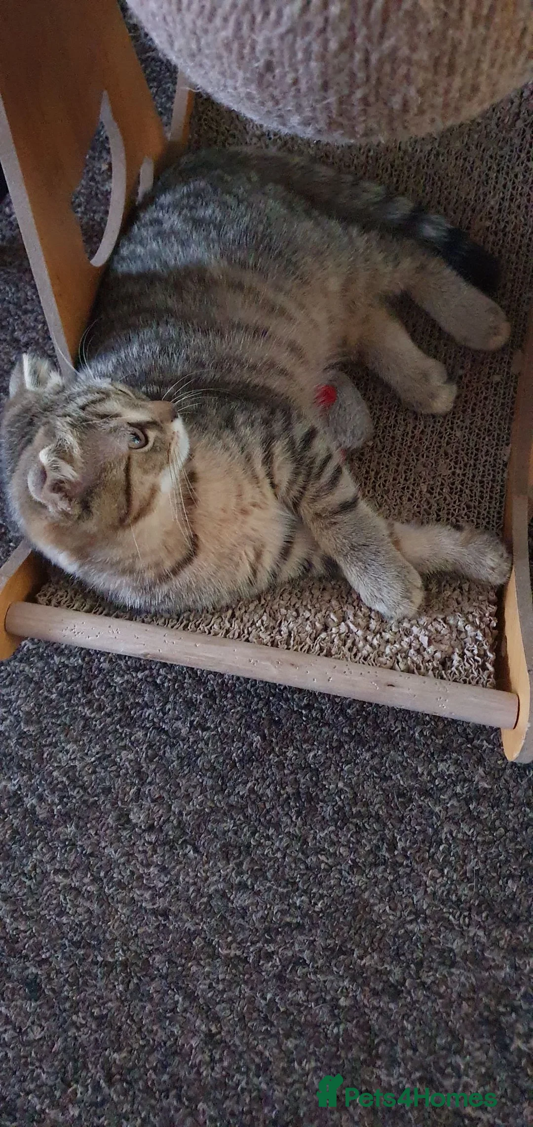 Scottish Fold cats for sale: Scottish fold pure breed kitten Tabby gold boy  - Advert 2