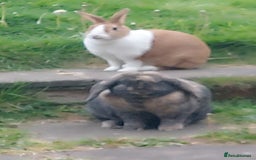 German Lop rabbits for sale: Male Lop and Female Dutch both year and a half old - Image 1