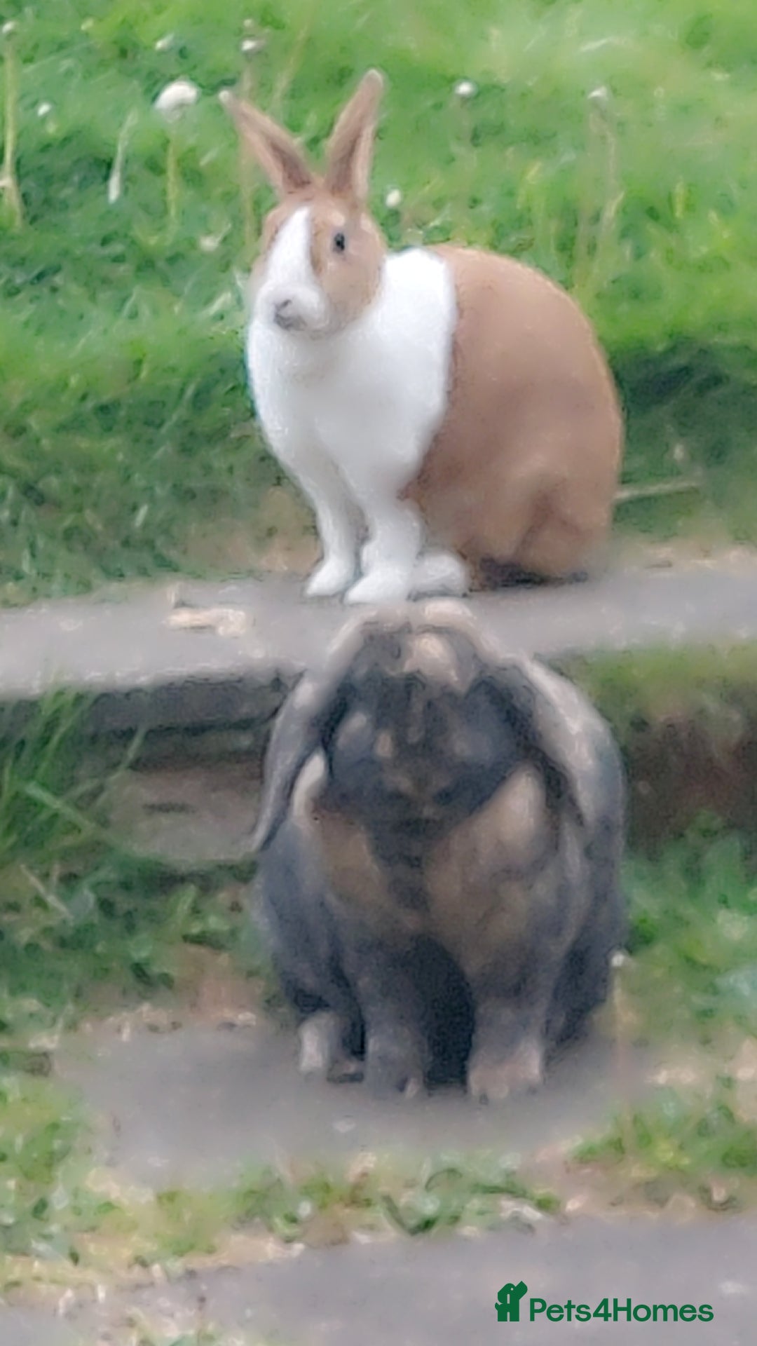 German Lop rabbits for sale: Male Lop and Female Dutch both year and a half old - Image 1