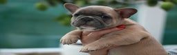 French Bulldog dogs for sale: Cute French Bulldog Puppies Available Soon - Advert 10