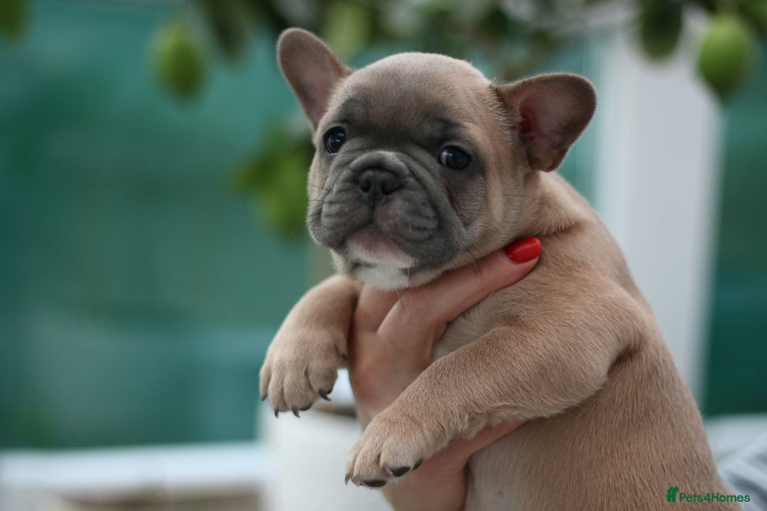 French Bulldog dogs for sale: Cute French Bulldog Puppies Available Soon - Advert 10