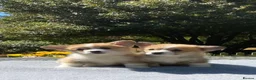 Welsh Corgi Pembroke dogs for sale: Stunning Pembroke corgi pups  - Advert 2