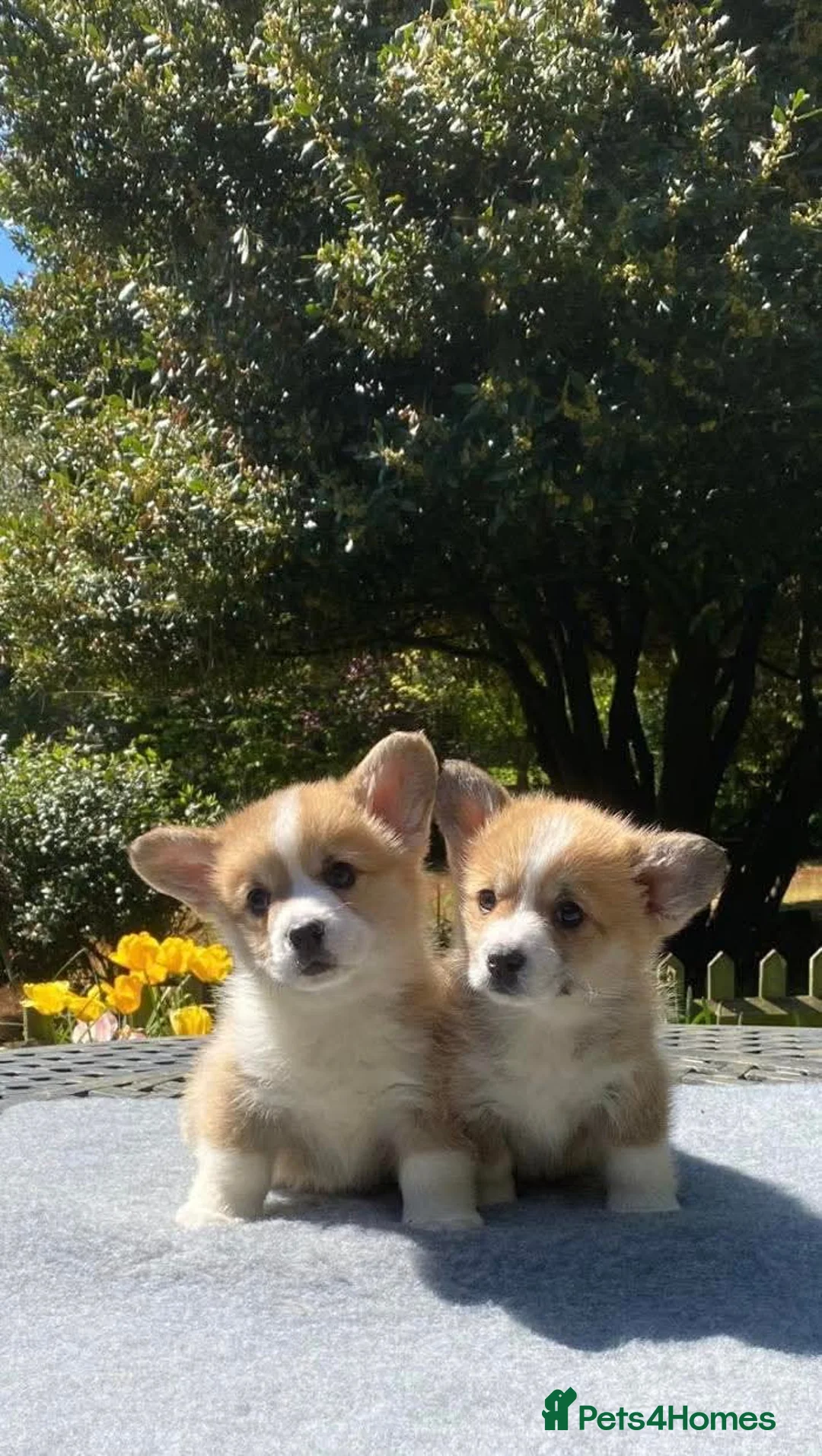 Welsh Corgi Pembroke dogs for sale: Stunning Pembroke corgi pups  - Advert 2
