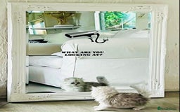 Persian cats for stud: Chinchilla Persian Silver Tip Stud - Image 6