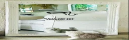 Persian cats for stud: Chinchilla Persian Silver Tip Stud - Advert 12