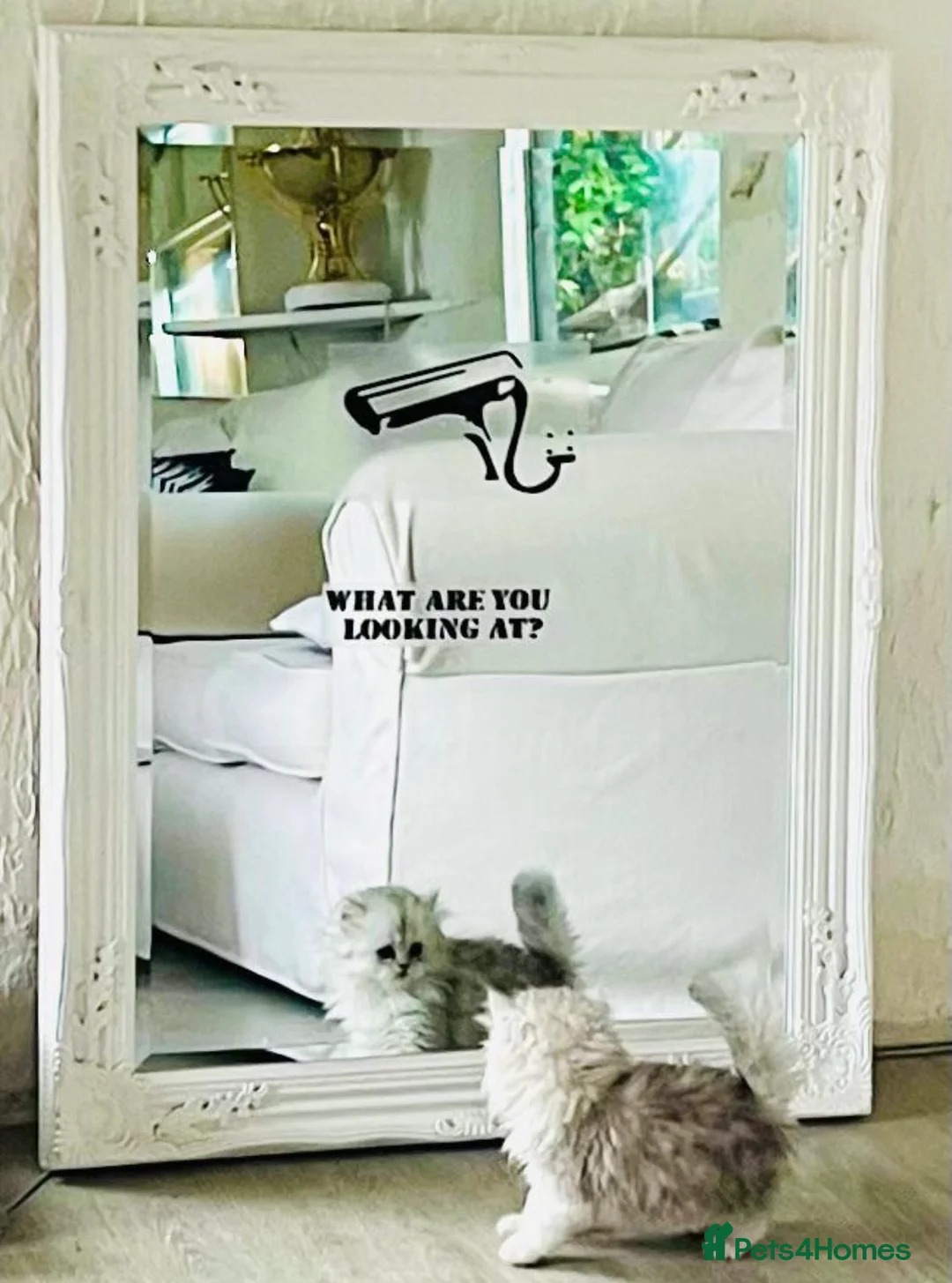 Persian cats for stud: Chinchilla Persian Silver Tip Stud - Advert 12
