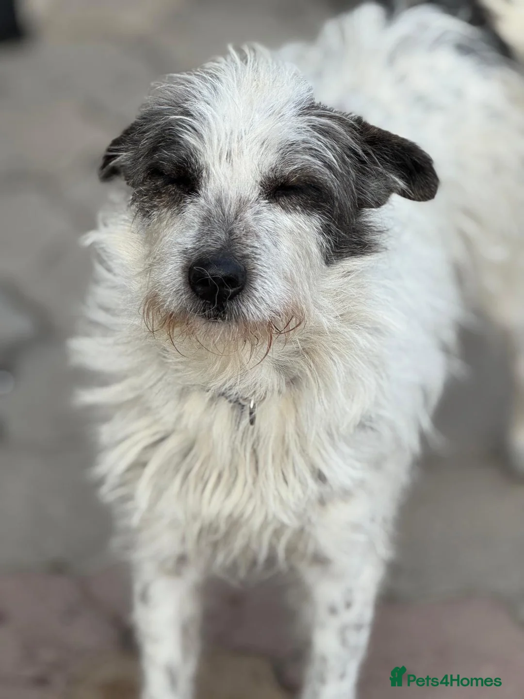Mixed Breed dogs for adoption: 🐾MIRA🐾, a beautiful young girl for a Loving Home - Advert 7