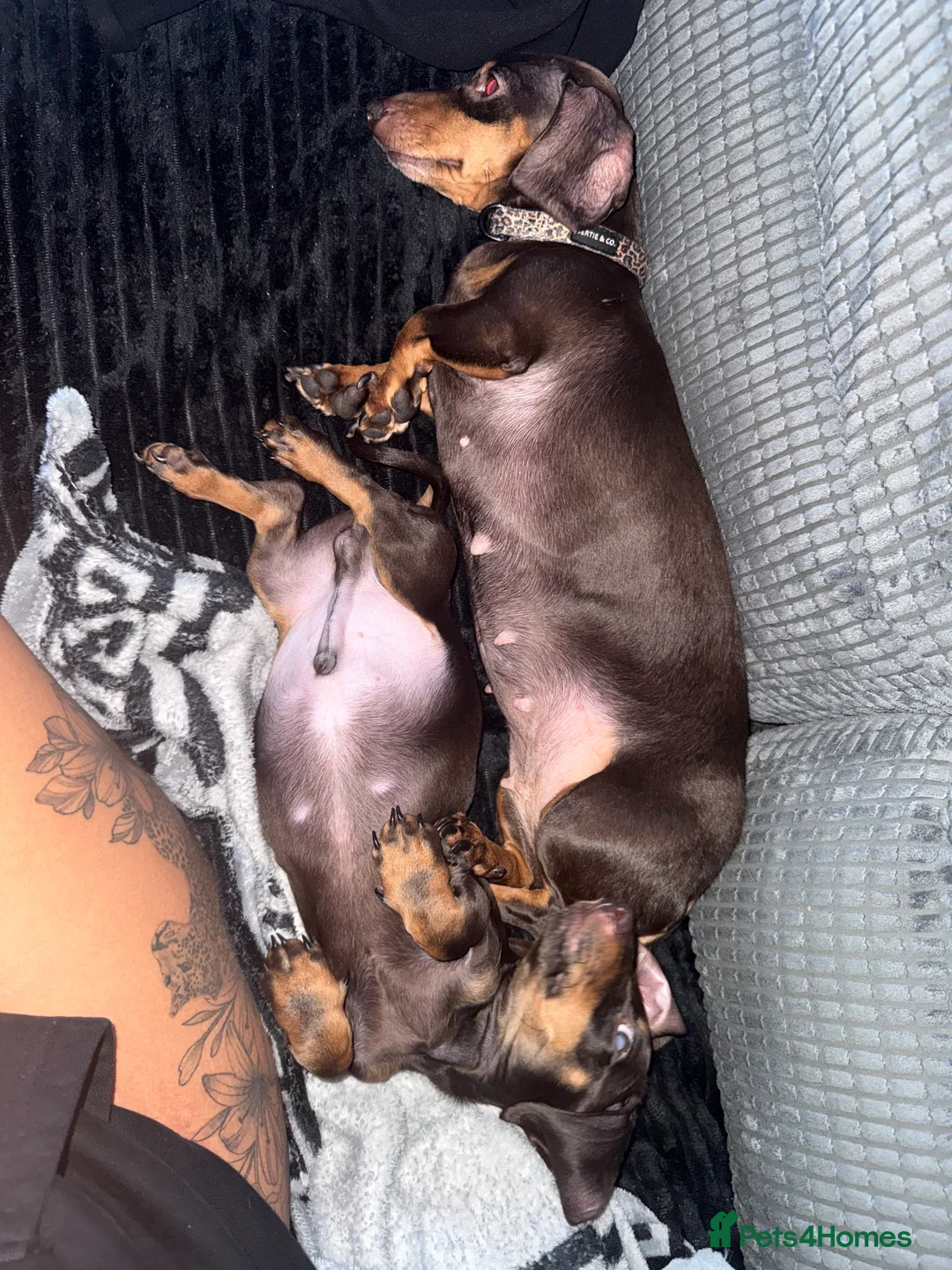 Miniature Dachshund dogs for sale: Adorable Miniature dachshund pup   - Advert 5