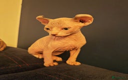 Sphynx cats for sale: Beautiful Pure Sphynx Kittens – Ready Now! - Image 5