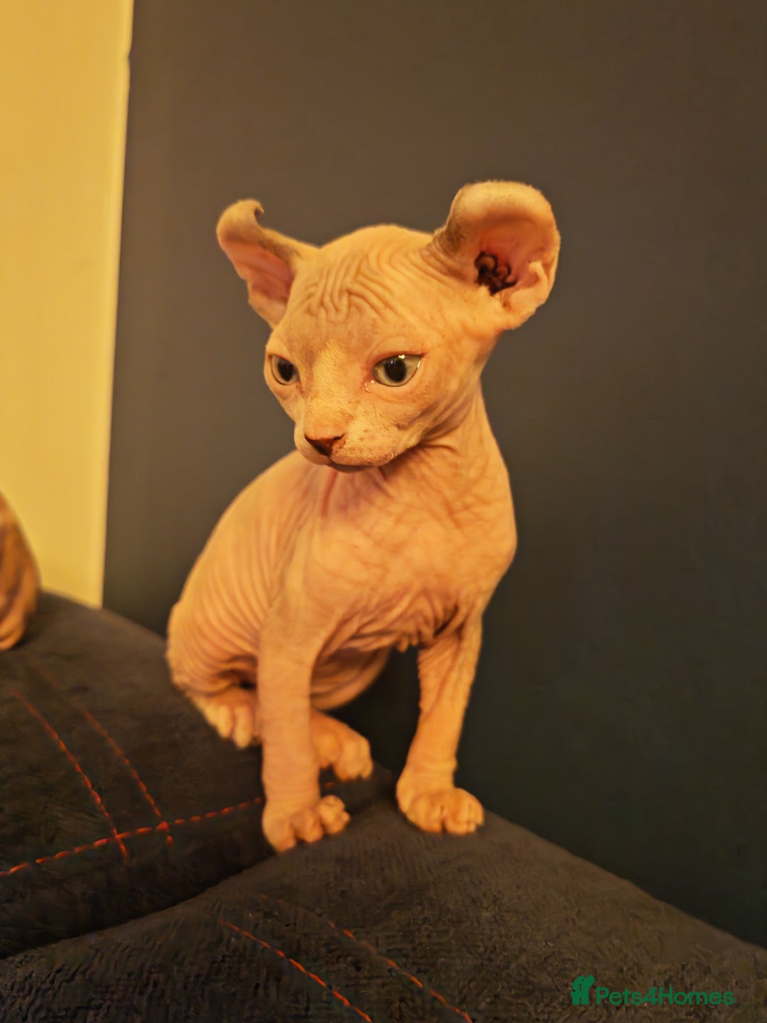 Sphynx cats for sale: Beautiful Pure Sphynx Kittens – Ready Now! - Image 5