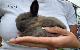 Mini Lop rabbits for sale: Stunning Mini Lop Bunnies in Tunbridge Wells - Image 15