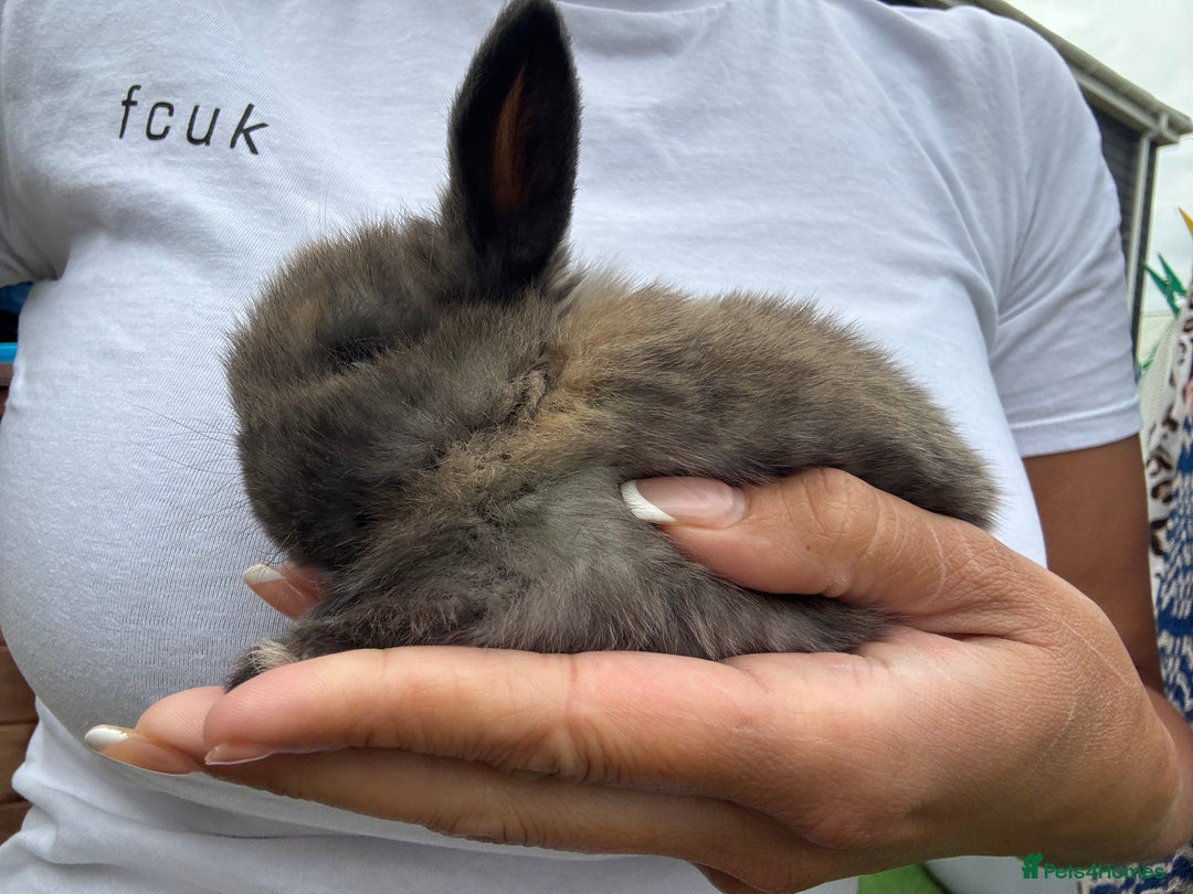 Mini Lop rabbits for sale: Stunning Mini Lop Bunnies in Tunbridge Wells - Image 15