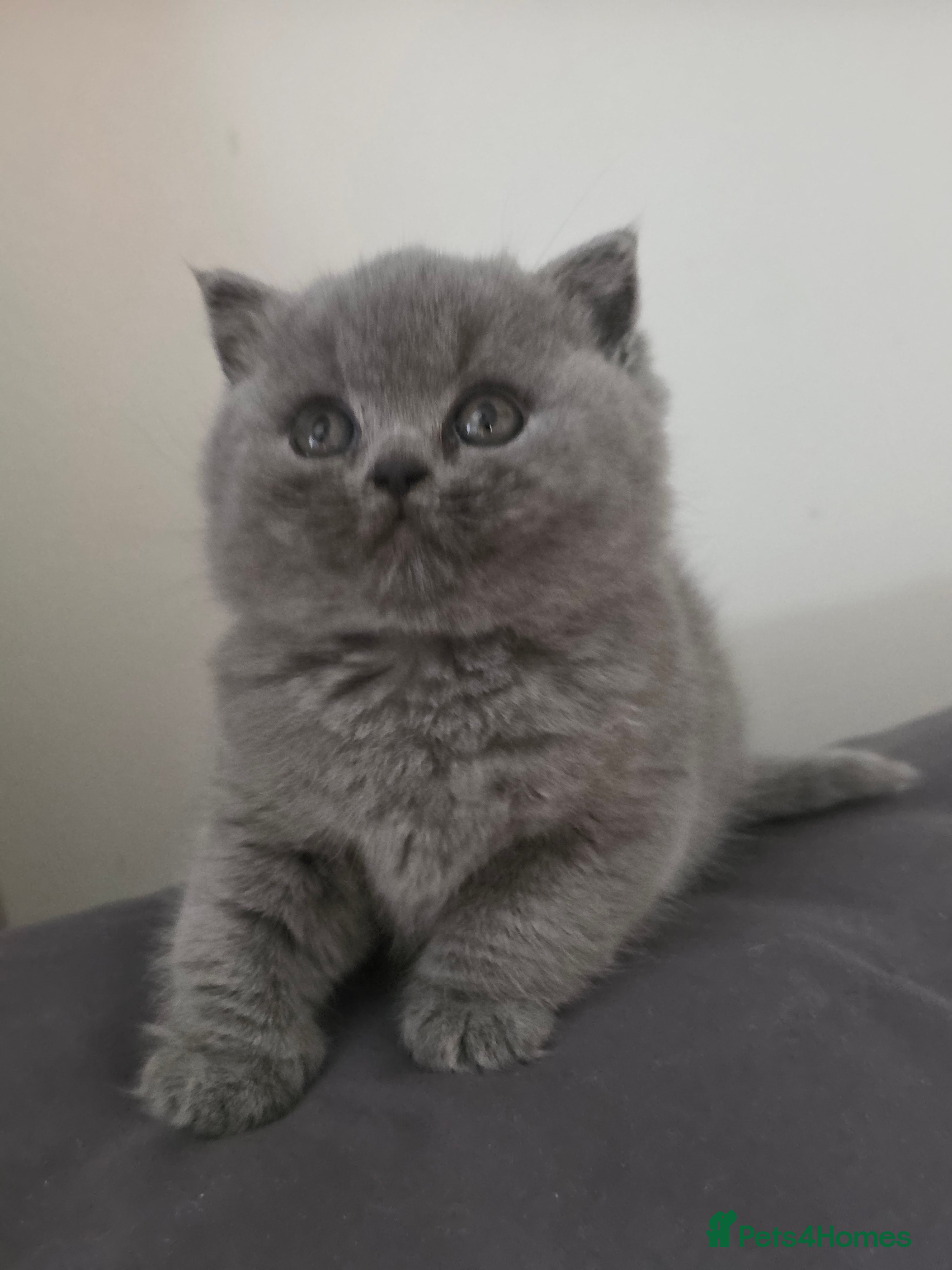 British Shorthair cats  British Shorthair Kittens – TICA Registered  - Advert 1