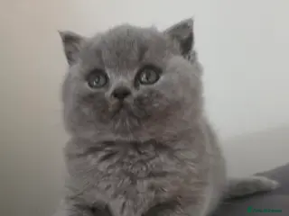 British Shorthair cats British Shorthair Kittens – TICA Registered - Advert 17