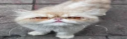 Persian cats for sale: Pure  **  Persian Kittens  in Birmingham - Advert 1