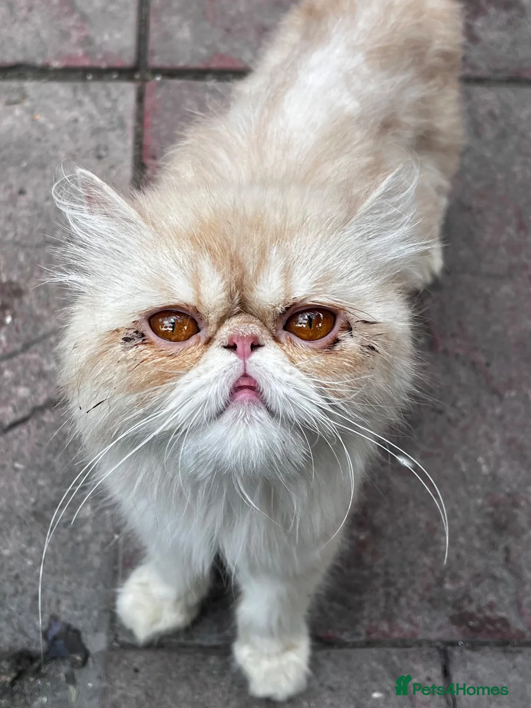 Persian cats for sale: Pure  **  Persian Kittens  in Birmingham - Advert 1