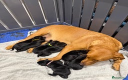 Labrador Retriever dogs for sale: 5* breeder🐾beautiful glossy black puppies ❤️  - Image 4