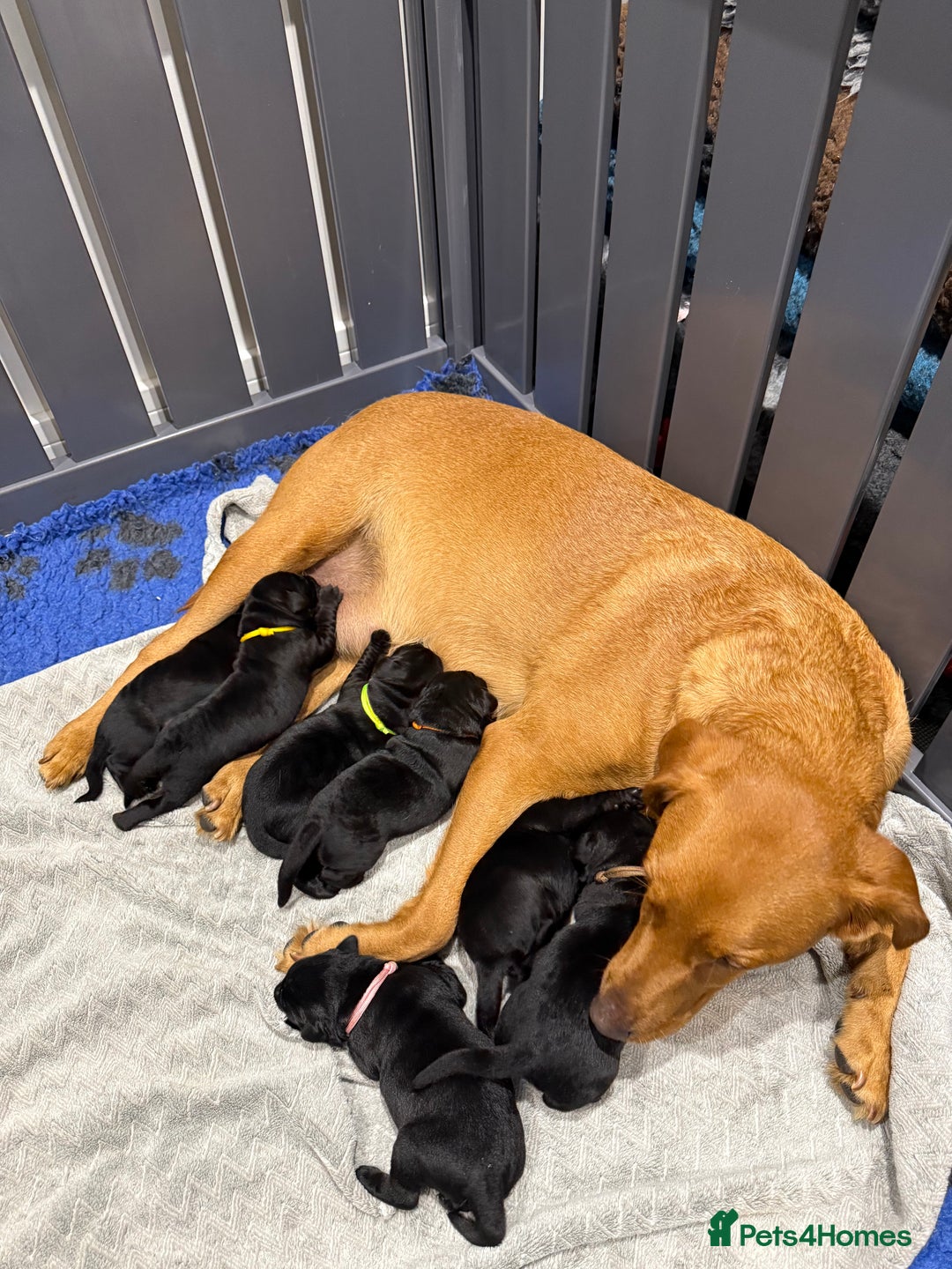 Labrador Retriever dogs for sale: 5* breeder🐾beautiful glossy black puppies ❤️  - Image 4