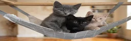 Maine Coon cats for sale: Maine coon kittens ready for new homes  in Carlisle - Advert 5