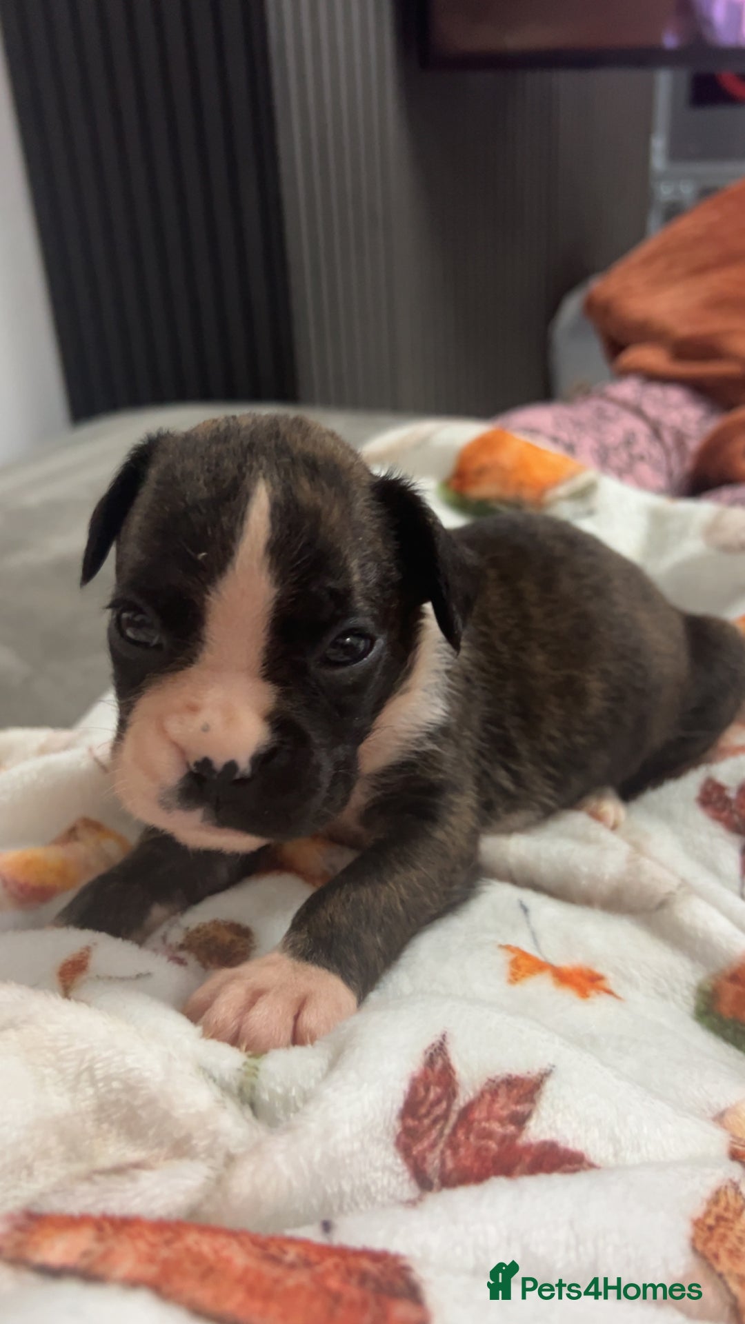 Boxer dogs for sale: Kc registered boxer puppies  - Advert 3