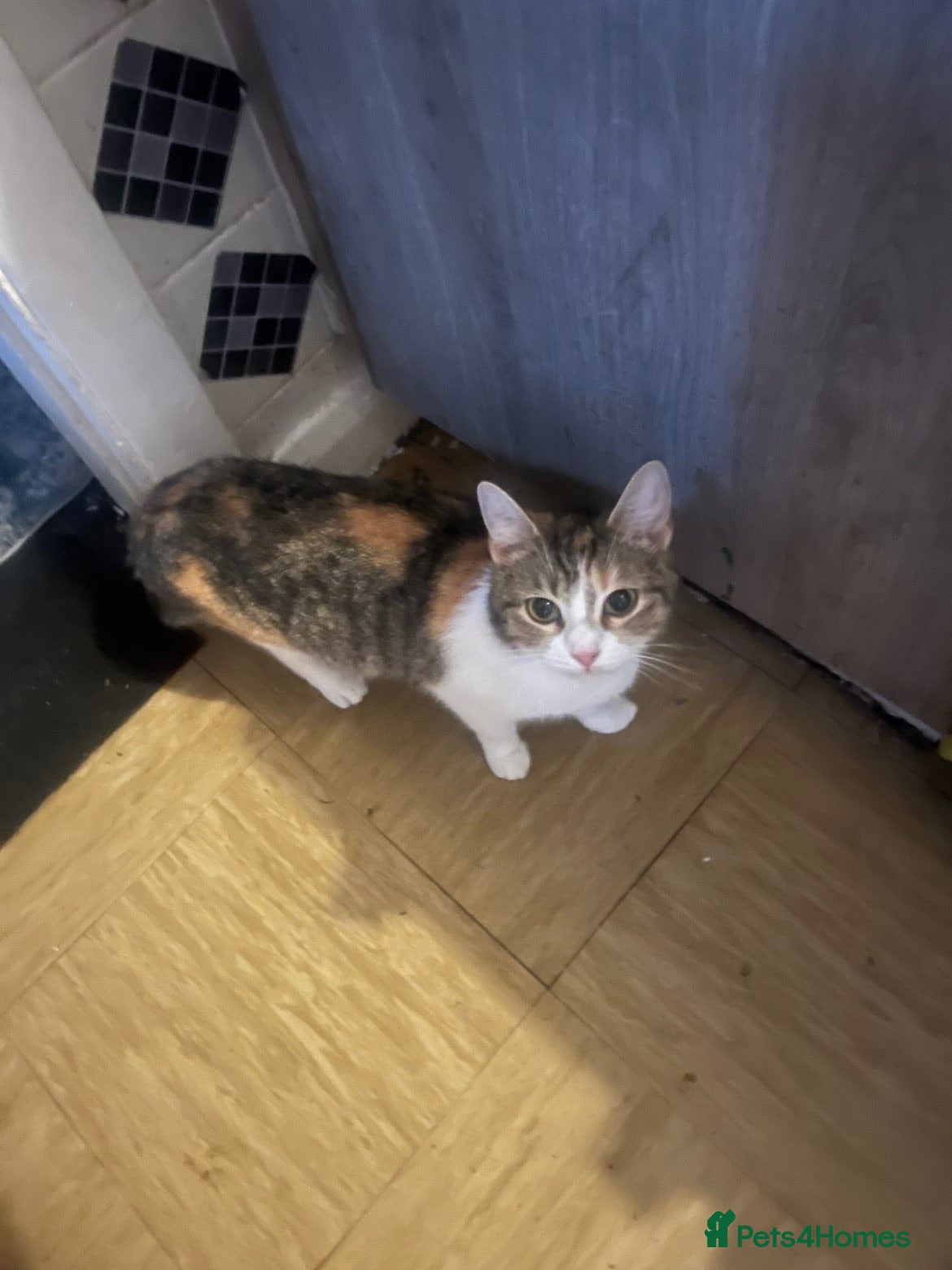Mixed Breed cats Beautiful kittens looking for their forever homes! - Advert 1