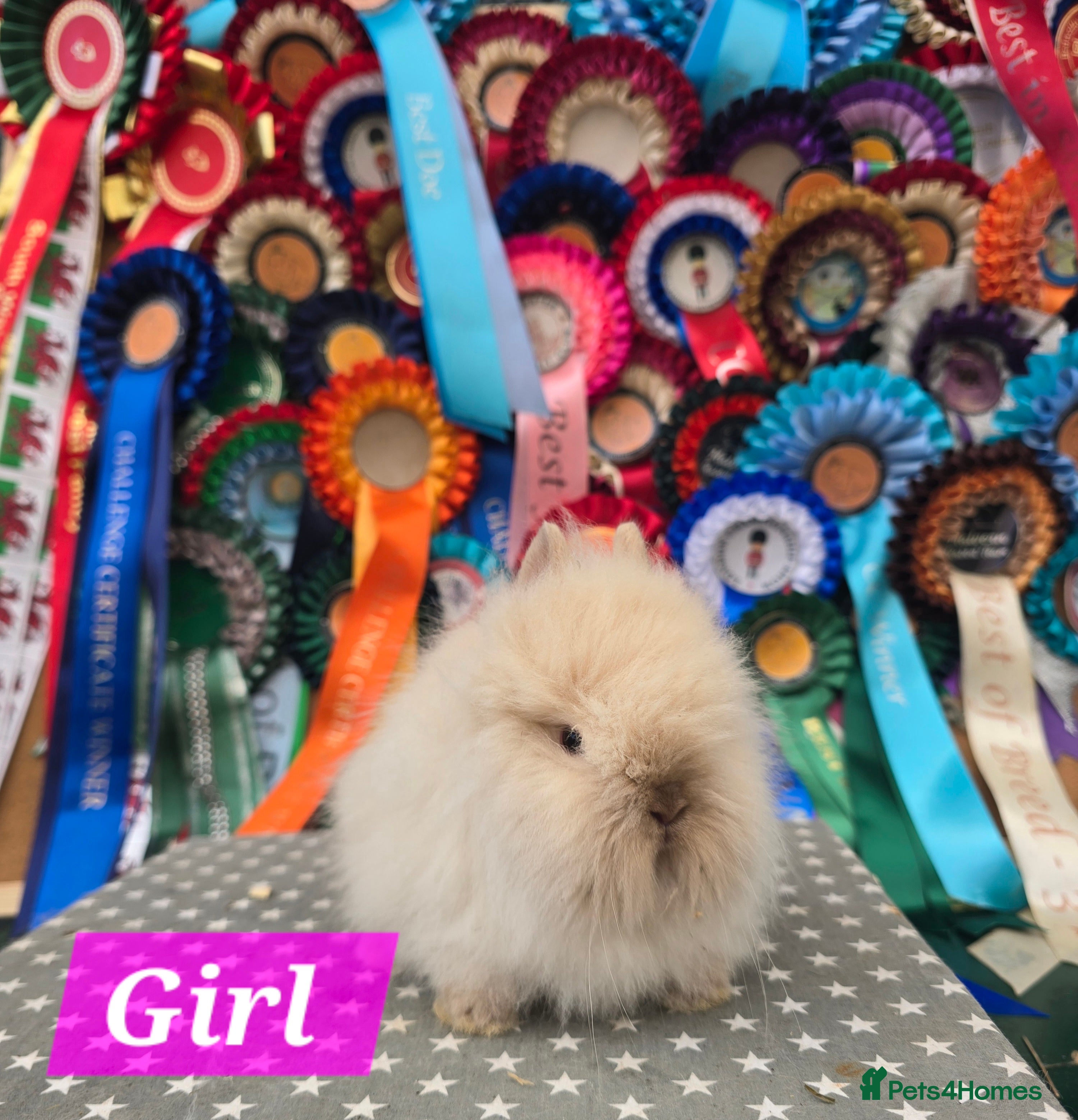 Lionhead rabbits Gorgeous Purebred Lionheads available  - Advert 13