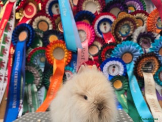 Lionhead rabbits Gorgeous Purebred Lionheads available - Advert 13