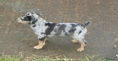 Jack Russell dogs - Advert 3