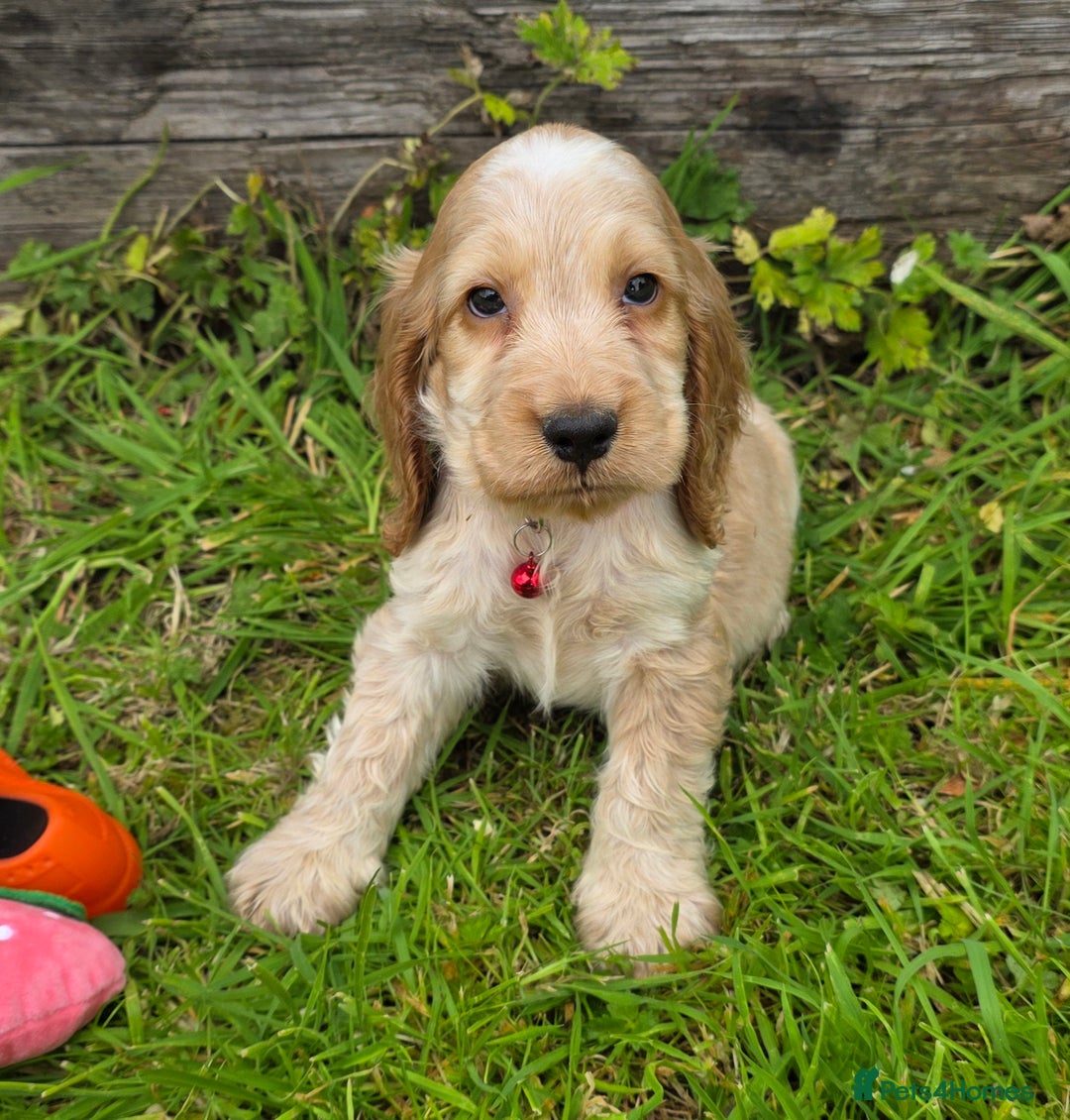 Cocker Spaniel dogs for sale: ⭐️ Show Type Cocker Spaniels ⭐️ - Image 10