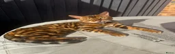 Bengal cats for sale: 🐆✨Outstanding TICA Registered Bengal cubs  ✨🐆 - Advert 13