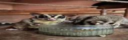 Sugar Glider rodents for sale: Sugar Gliders for sale  in ELY - Advert 4
