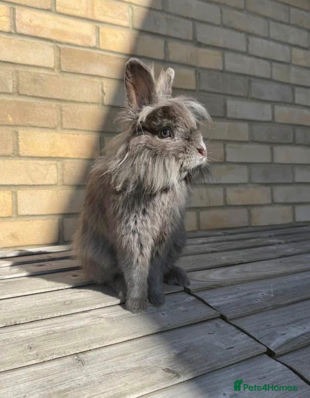 Mixed Breed rabbits Grey Lionhead (8 months old) - Advert 1