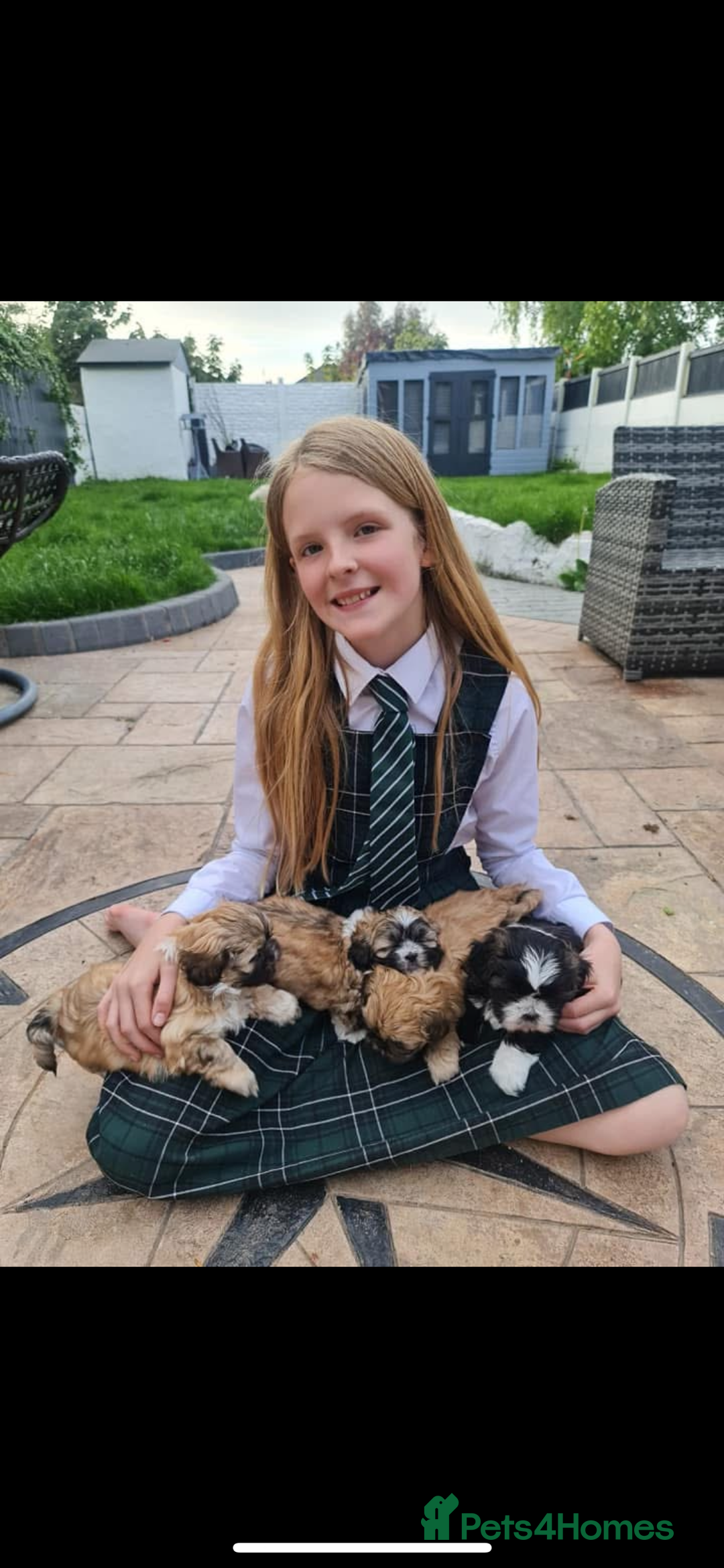 Lhasa Apso dogs for stud: ❤️JORGIE,LHASA APSO STUD❤️ - Advert 6