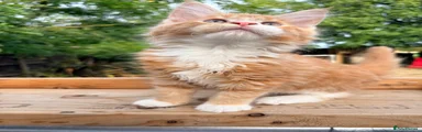 Maine Coon 4