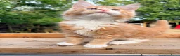 Maine Coon cats for sale: Stunning GCCF Maine Coons available  - Advert 22