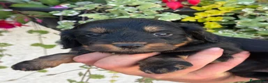 Cockapoo 5