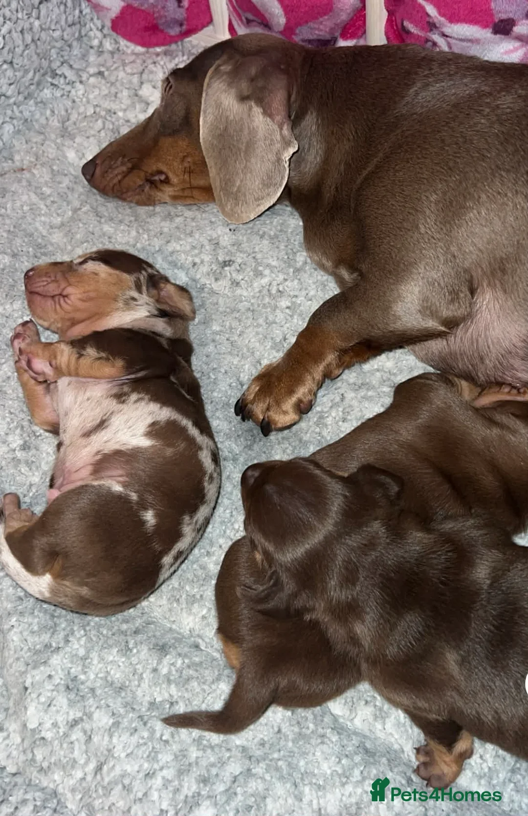 Miniature Dachshund dogs for sale: Stunning kc babies ready to leave ready for  **  in Portsmouth - Advert 12