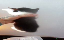 Mixed Breed cats for sale: 4 stunning babies READY NOW Calico and black&white - Image 11
