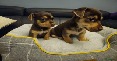 Jack Russell dogs - Advert 1